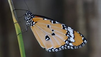 �J�o�}�_���i�A�����j