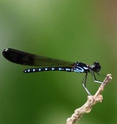 �n�i�_�J�g���{���i�O�Ó��j