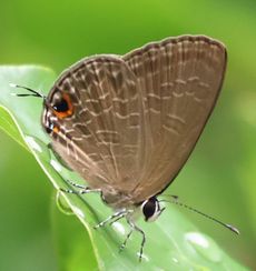 �����E���i�~�V�W�~�i�O�Ó��j