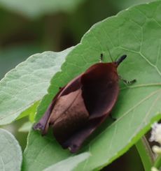 �K�E�������i�O�Ó��j