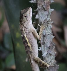 �L�m�{���g�J�Q�i�A�����j