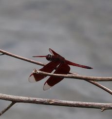 �A�J�X�W�x�b�R�E�g���{���i�Β�k�j