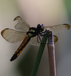 �L�C���n���r���g���{�i�G�h�k�j