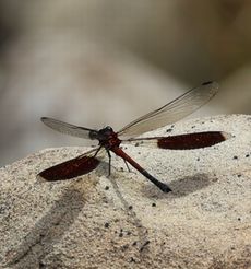 �R�i�J�n�O���g���{�i�G�h�k�j