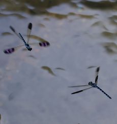 �n�i�_�J�g���{���i�G�h�k�j