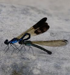 �n�i�_�J�g���{����i�G�h�k�j