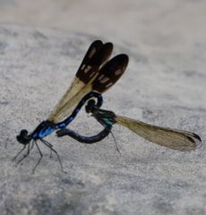 �n�i�_�J�g���{����i�G�h�k�j