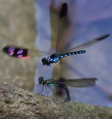 �Y�����遊�̎���𕑂����i�G�h�k�j