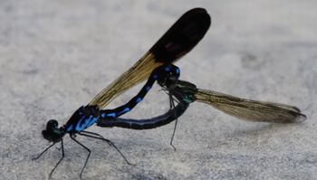 �n�i�_�J�g���{����i�G�h�k�j