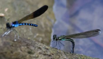 �Y�����́��������遉�i�G�h�k�j