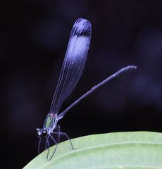 �V���I�r�J���g���{�i�M�������j