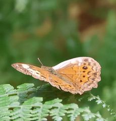 �^�C�����L�}�_���i�M�������j