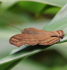 �^�e�n���h�L�i�M�������j