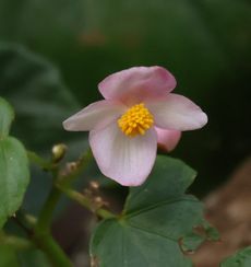 �C���p�`�F���X�i�M�������j