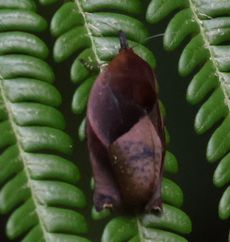 Hyblaea�@formamentum�i�M�������j