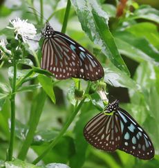 �����E�L���E�A�T�M�}�_���i�������j