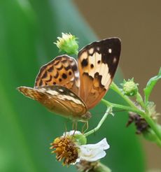 �^�C�����L�}�_���i�������j