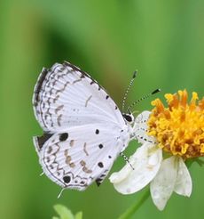 �N���{�V�V�W�~�i�������j