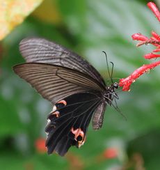 �N���A�Q�n�i�������j