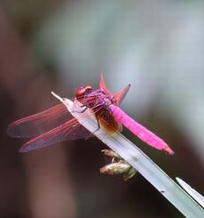 �x�j�g���{���i�������j