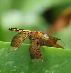 �������i�������j