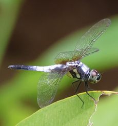 �A�I�r�^�C�g���{�i�������j