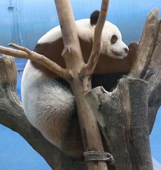 �W���C�A���g�p���_�i�������j