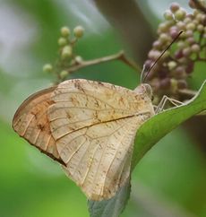 �c�}�x�j�`���E�i�������j