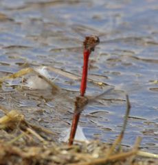 �A�L�A�J�l�E�œD�Y���i�����j