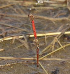 �A�L�A�J�l�E�œD�Y���i�����j