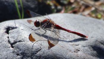 �R�m�V���g���{�����聉