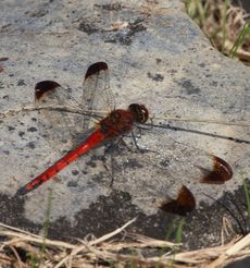 �����聉�i�����j