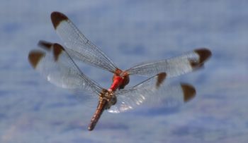 �R�m�V���g���{�E�Y�����āi�����j