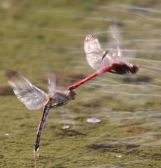 �R�m�V���g���{�Y���i�����j