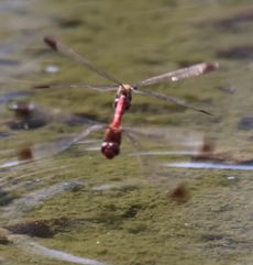 �R�m�V���g���{�Y���i�����j