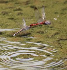 �R�m�V���g���{�Y���i�����j