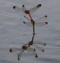 �R�m�V���g���{�Y���i�����j