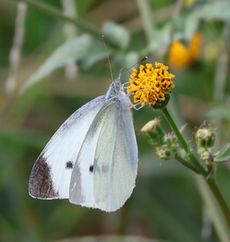 �Z���_���O�T�ƃ����V���`���E�i�O����j