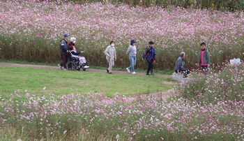 �͐�~�̃R�X���X���i�]�ː�j