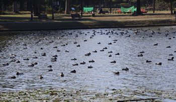 �z�V�n�W���̌Q��i�����j