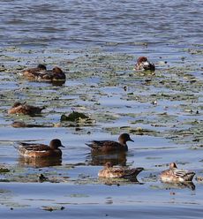 �q�h���K���i�����j