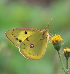 �Z���_���O�T�ƃ����L�`���E�i�O����j