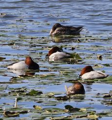 �z�V�n�W���i�����j