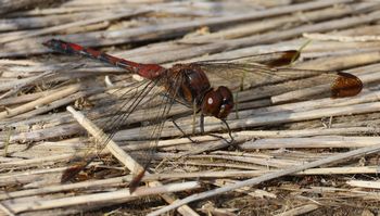 �m�V���g���{�i�O����j