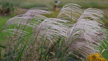 �I�M�̕�i�O����j