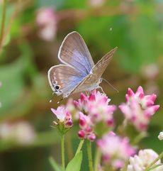 �E���i�~�V�W�~�ƃ~�]�\�o�i���ؓ��j