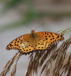 �c�}�O���q���E�������i���ؓ��j