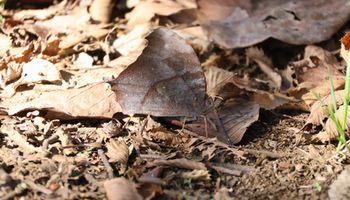 �N���R�m�}�`���E�i�ÊԖ؁j