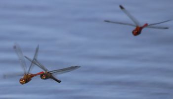 �X�N�����u������R�m�V�����i�����j