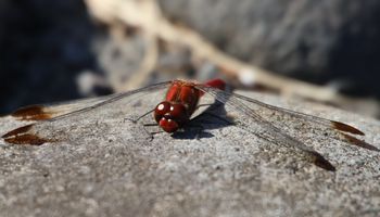 �R�m�V���g���{���i�����j